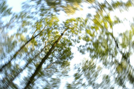 Das Bild zeigt einen Wald mit vielen Bäumen; durch einen Verzerrungs-Effekt entsteht der Eindruck, um den Betrachter würde sich alles drehen