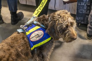 Ein Assitenzhund an der Leine, er trägt eine Weste mit der Aufschrift "Assistenzhund" und "Assizstenzhundeverband Deutschland"