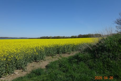 blühendes Rapsfeld